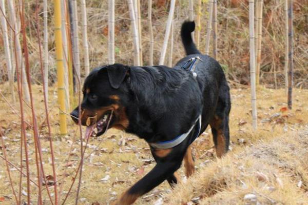 如何让罗威纳犬认主，多与它玩耍、互动可培养感情