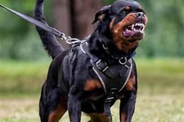 如何让罗威纳犬认主，多与它玩耍、互动可培养感情