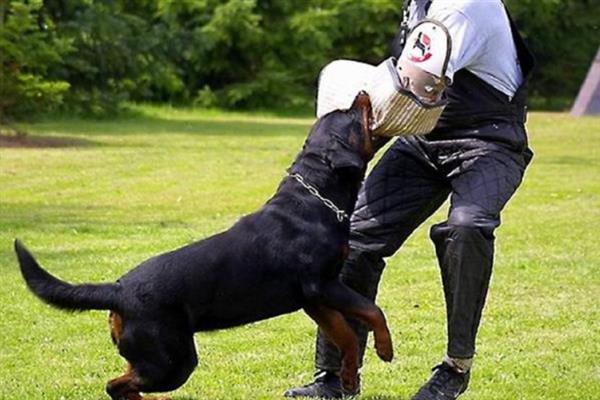 如何让罗威纳犬认主，多与它玩耍、互动可培养感情