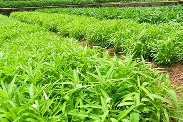 9月份南方适合种植什么蔬菜，适合种植萝卜、白菜等