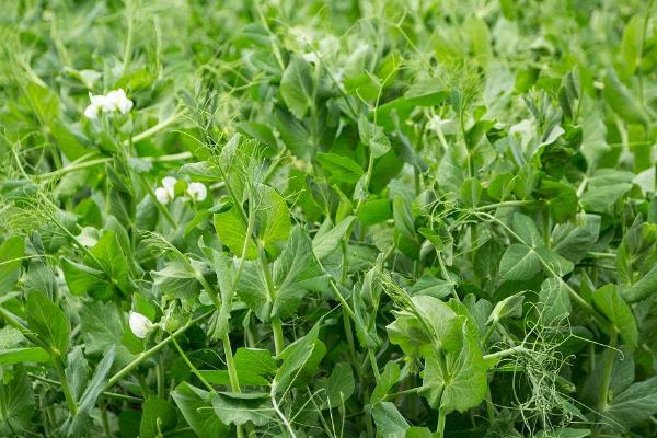 9月份南方适合种植什么蔬菜，适合种植萝卜、白菜等