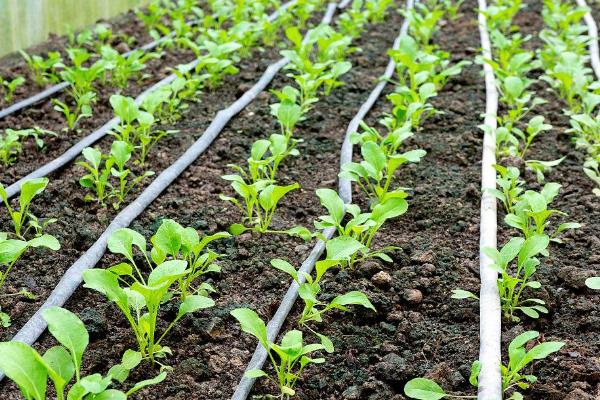 9月份南方适合种植什么蔬菜，适合种植萝卜、白菜等