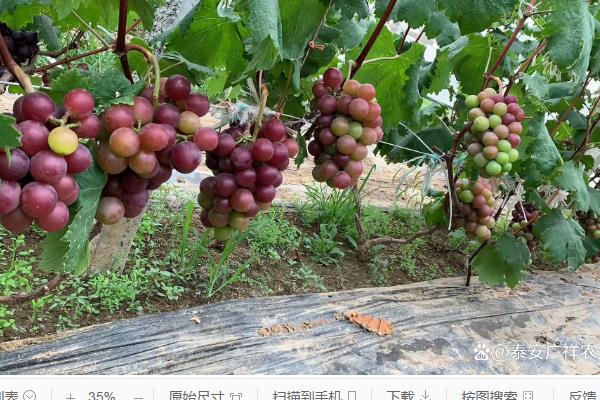 乒乓球葡萄的价格，一斤需要1.5-4元左右