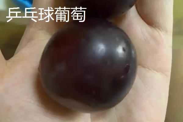 乒乓球葡萄的价格，一斤需要1.5-4元左右