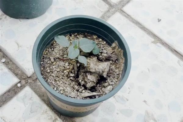 冬天芍药花要修剪吗，是需要为其进行修剪的