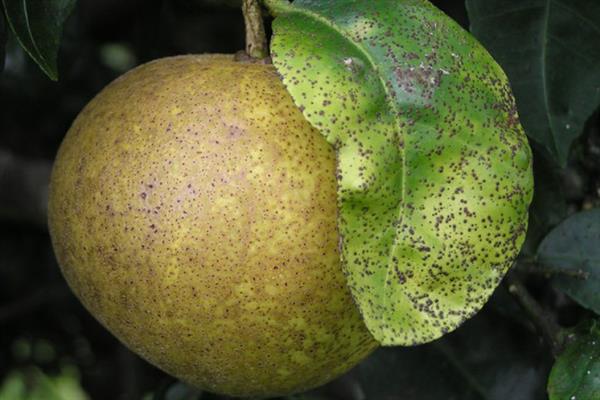 怎么防治柑橘砂皮病，对树干涂白可灭杀病菌和害虫