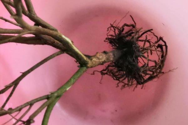 杜鹃叶子掉光补救方式，要及时的将植株从盆土中取出