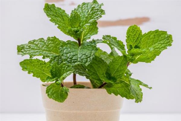 薄荷用什么肥料，生长期追施腐熟饼肥水或发酵过的淘米水