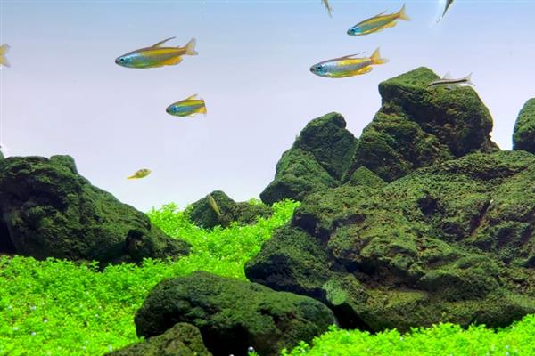 矮珍珠和爬地珍珠是一种水草吗，不是同一种水草