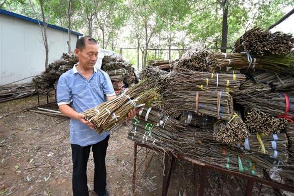 怎么养蝉，将带有虫卵的枝条埋入土壤中