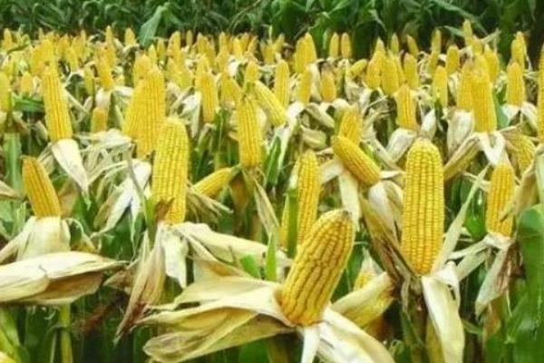 什么品种的四川玉米种子好，推荐川农单交12、黔北2号等