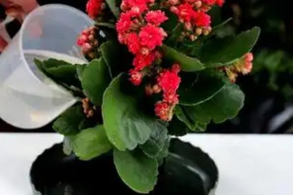 长寿花怎么施肥，要打破花期不施肥的戒律
