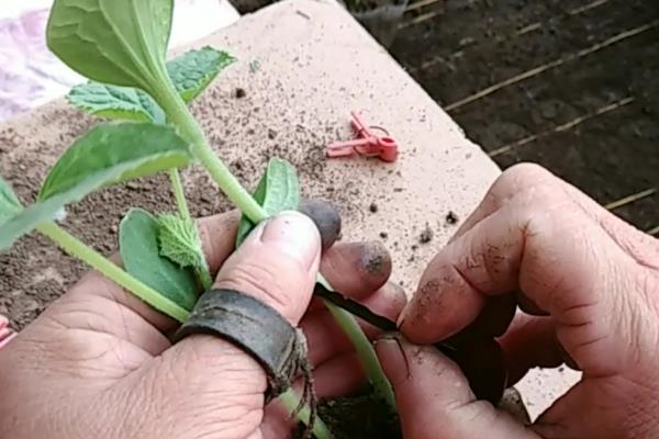 薄皮甜瓜怎样定植管理，定植通常在3月上旬进行