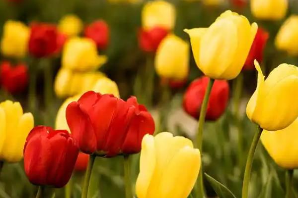 哪些花的花语是绝望，有曼陀罗、桔梗花、黄色郁金香等