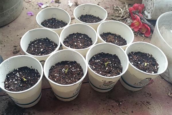 室内能种植西瓜吗，可以在室内种植西瓜