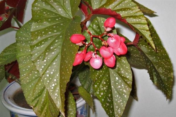 怎么养殖秋海棠花，生长期间每隔15天追施一次肥料