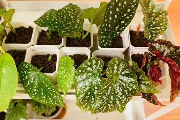 怎么养殖秋海棠花，生长期间每隔15天追施一次肥料