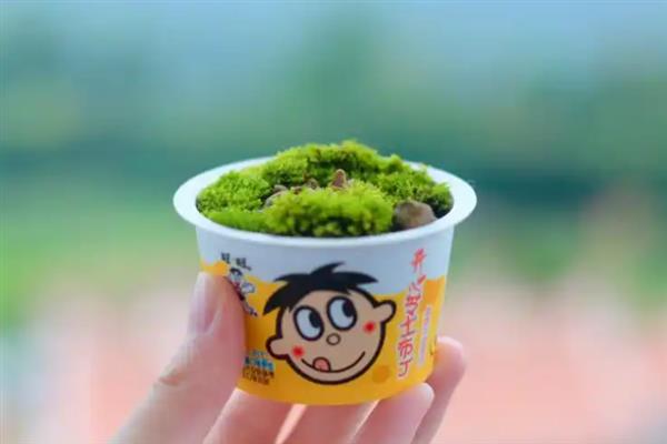 有哪些不需要阳光的盆栽植物，常见的有白掌、彩虹竹芋等