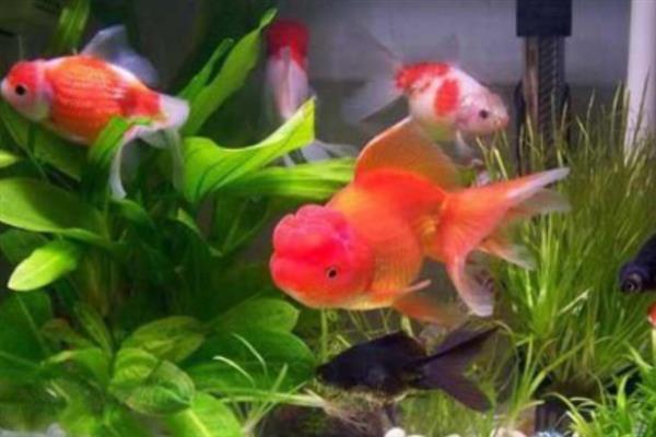 冬季饲养金鱼要注意什么，换水时要避免温差过大