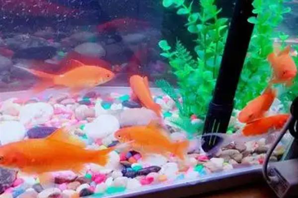 冬季饲养金鱼要注意什么，换水时要避免温差过大