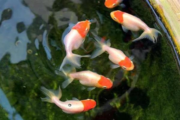 冬季饲养金鱼要注意什么，换水时要避免温差过大