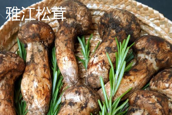 种植松茸所需成本，一亩地需要25000-30000元左右