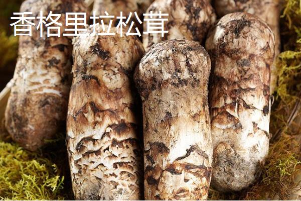 种植松茸所需成本，一亩地需要25000-30000元左右