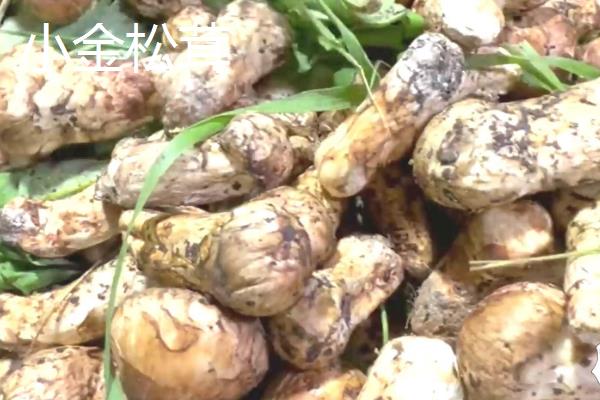 种植松茸所需成本，一亩地需要25000-30000元左右