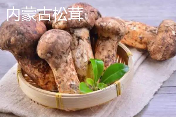 种植松茸所需成本，一亩地需要25000-30000元左右