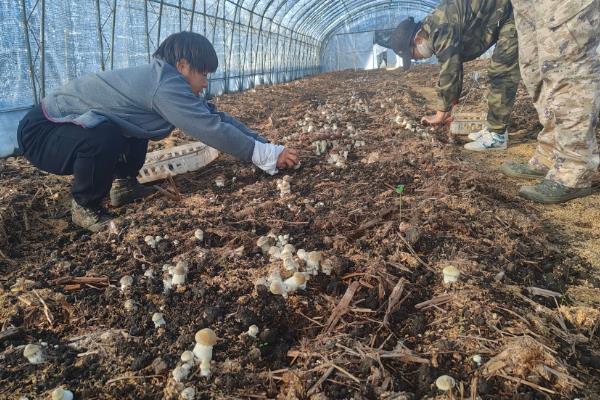 种植松茸所需成本，一亩地需要25000-30000元左右