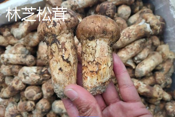 种植松茸所需成本，一亩地需要25000-30000元左右