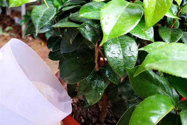 红茶花的养殖方法，需要对植株进行适当的修剪