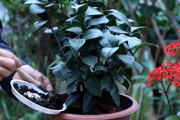 红茶花的养殖方法，需要对植株进行适当的修剪