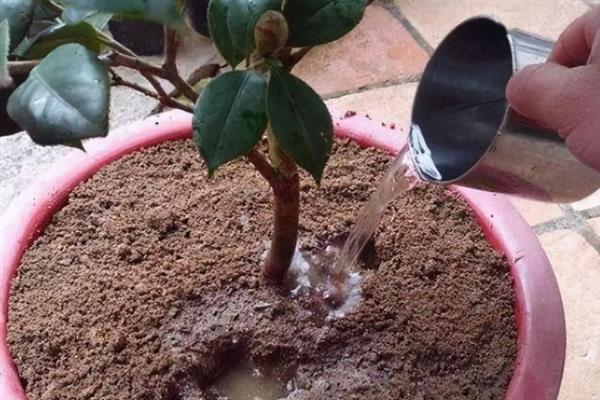 红茶花的养殖方法，需要对植株进行适当的修剪