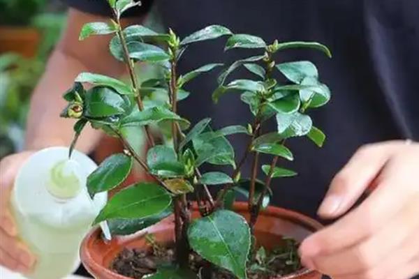 红茶花的养殖方法，需要对植株进行适当的修剪