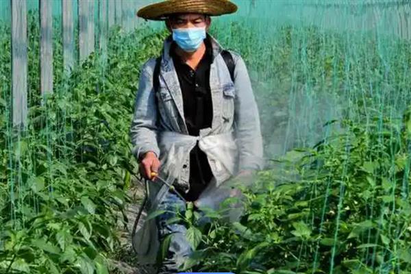 朝天椒喜阴还是喜阳，它非常的喜欢光照