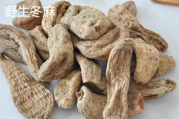 野生天麻和人工天麻有什么区别，前者大小不一、后者大小均匀