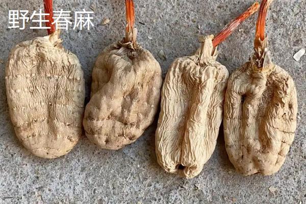 野生天麻和人工天麻有什么区别，前者大小不一、后者大小均匀