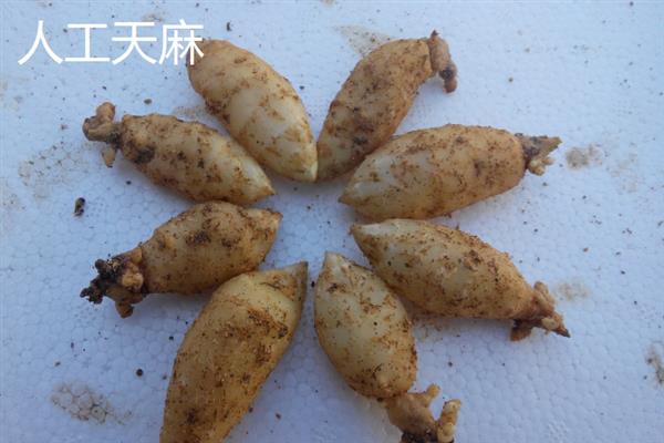 野生天麻和人工天麻有什么区别，前者大小不一、后者大小均匀
