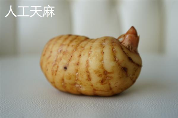 野生天麻和人工天麻有什么区别，前者大小不一、后者大小均匀