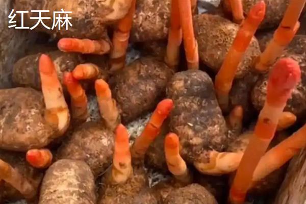 野生天麻和人工天麻有什么区别，前者大小不一、后者大小均匀