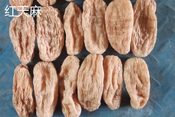 野生天麻和人工天麻有什么区别，前者大小不一、后者大小均匀