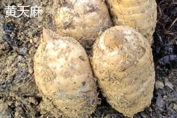 野生天麻和人工天麻有什么区别，前者大小不一、后者大小均匀