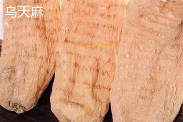 野生天麻和人工天麻有什么区别，前者大小不一、后者大小均匀