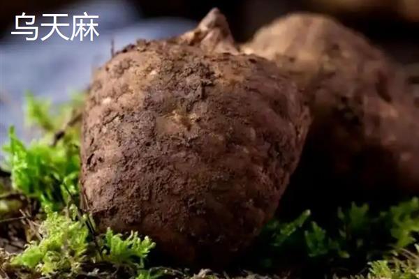 野生天麻和人工天麻有什么区别，前者大小不一、后者大小均匀
