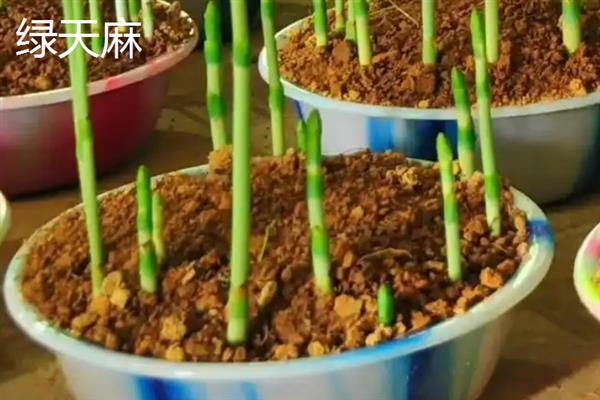 野生天麻和人工天麻有什么区别，前者大小不一、后者大小均匀