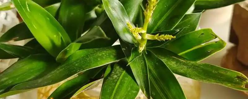 如何对百合竹施肥，在远离根系的位置埋入肥料