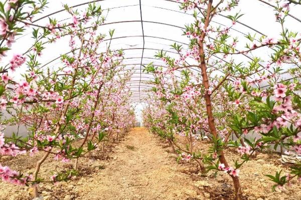 养殖桃花用什么土，轻壤土很适合桃花生长