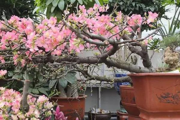 养殖桃花用什么土，轻壤土很适合桃花生长