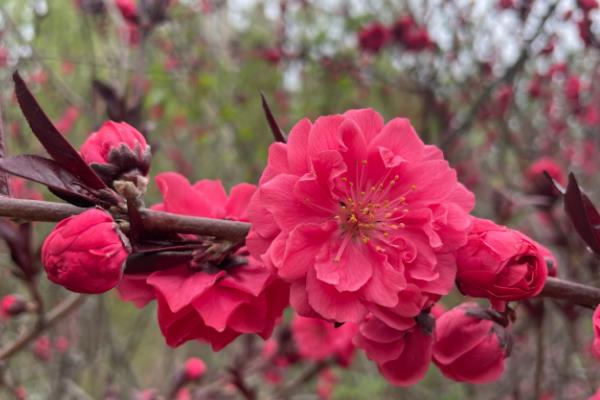 养殖桃花用什么土，轻壤土很适合桃花生长